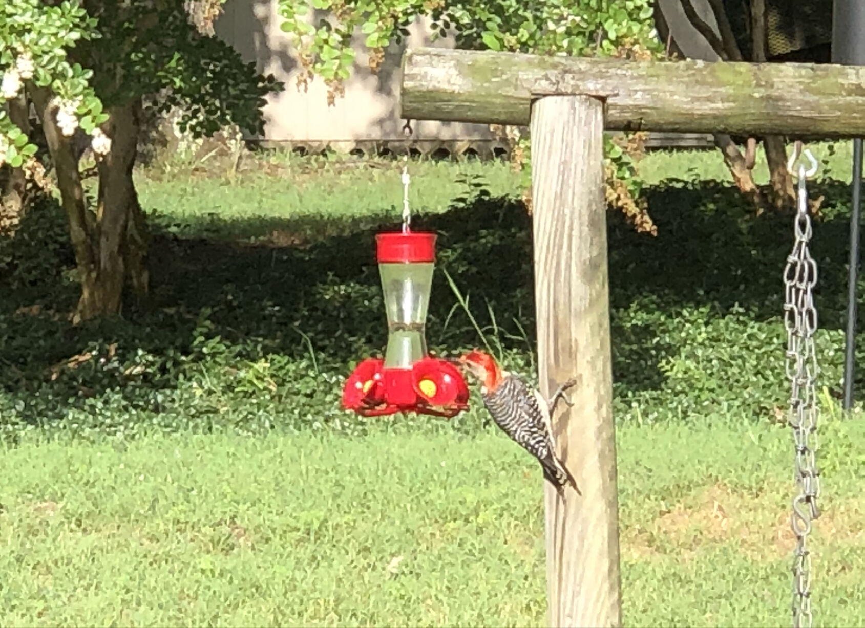 Hummingbird